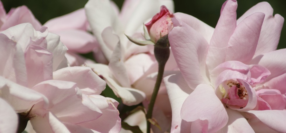 Porque la vida es un continuo renacer, nada está dado por finalizado