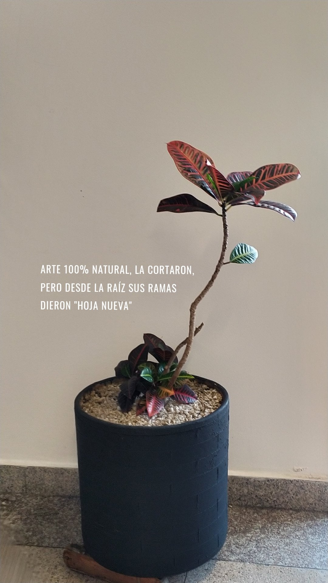 Arte 100% natural, la cortaron, pero desde la raíz sus ramas dieron "hoja nueva"