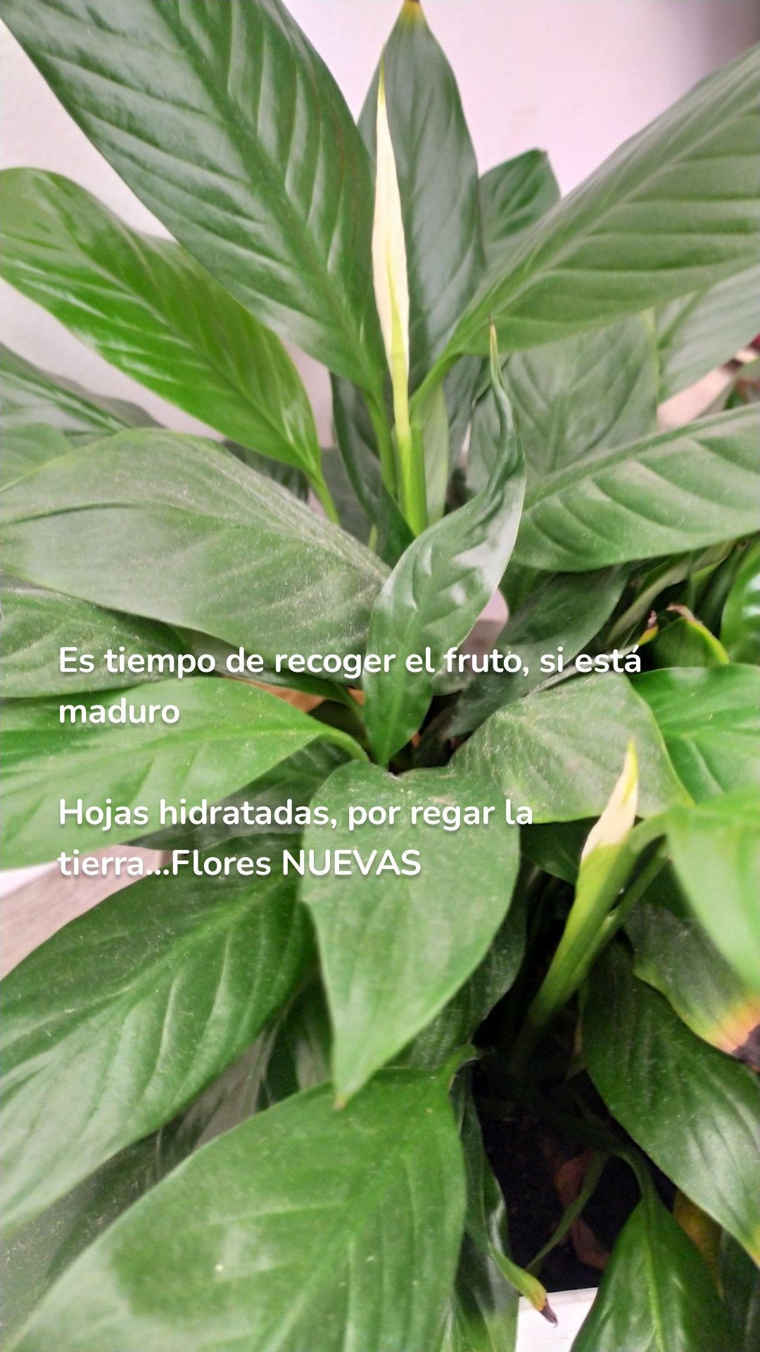 Es tiempo de recoger el fruto, si está maduro

Hojas hidratadas, por regar la tierra...Flores NUEVAS